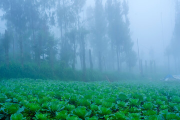 Lush green Napa cabbages growing in a misty morning field.