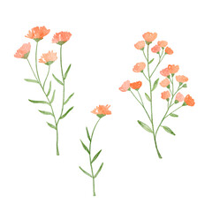Pink watercolor flowers isolated on white background