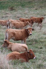calf in a meadow