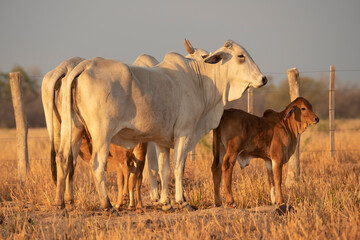 Brahman