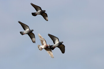 vol nuptial de pigeons ramiers