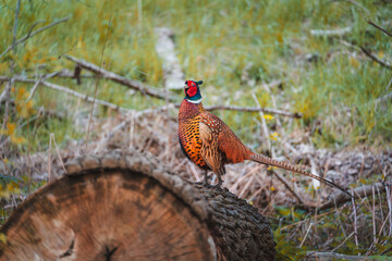 Pheasant waiting for a mate. Beautiful bird in green scenery