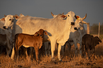 Brahman