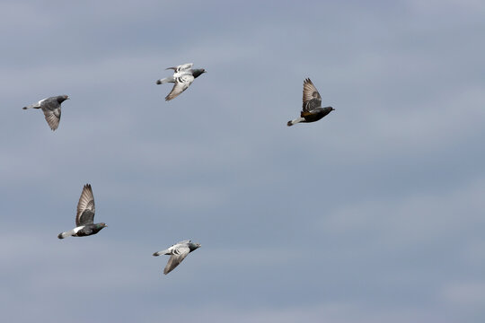 vol en escadrille de pigeons