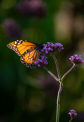 butterfly on flower © Cinthya