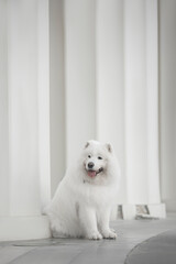 white samoyed dog sitting on the floor