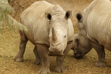 Obraz premium Nashorn