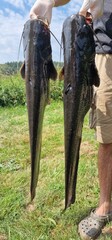 Silurus glanis, commonly known as the European Wels catfish, is one of the largest freshwater fish...
