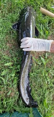 Silurus glanis, commonly known as the European Wels catfish, is one of the largest freshwater fish...