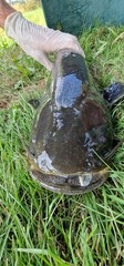 Silurus glanis, commonly known as the European Wels catfish, is one of the largest freshwater fish...