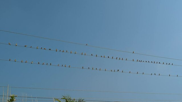 Large flock of birds or sparrows perched on electrical wires during the summer season
