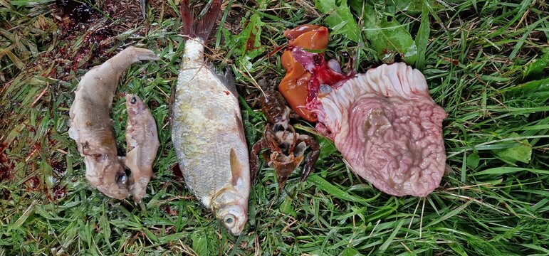 gut content and intestinse of wels catfish silurus glanis