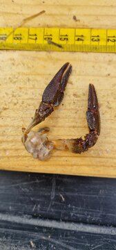 gut content and intestinse of wels catfish silurus glanis