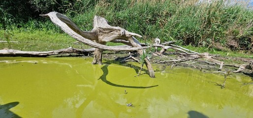 Algal bloom in Hubenov Reservoir rapid increase in the population of algae in a water body. Hubenov Reservoir is a man-made water reservoir, and algal blooms can occur due to various factors such as w