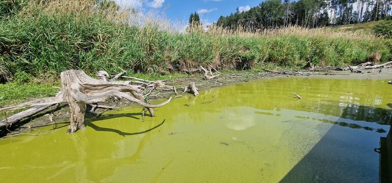 Algal bloom in Hubenov Reservoir rapid increase in the population of algae in a water body. Hubenov Reservoir is a man-made water reservoir, and algal blooms can occur due to various factors such as w