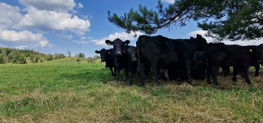 cattle on pasture black cows