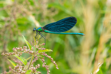 Blauflügel Prachtlibelle
