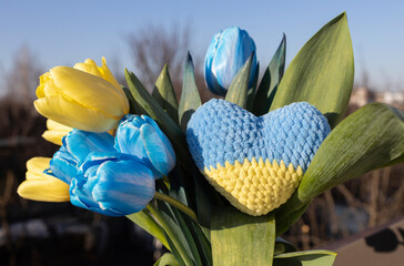bouquet of blue and yellow tulip flowers of the Ukrainian flag and a knitted heart. revival of...