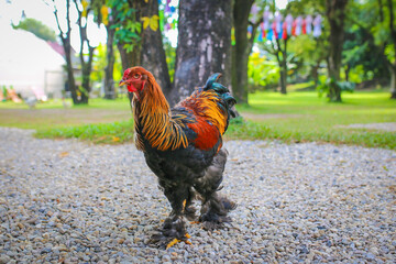 Colorful rooster in the garden,Thailand,Asia.