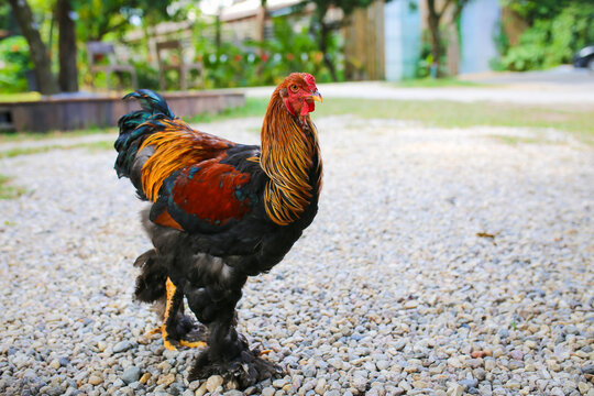 Colorful rooster in the garden,Thailand,Asia.