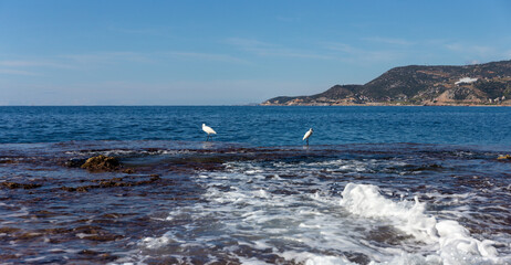 Two white birds on the Mediterranean coast in Turkey in February