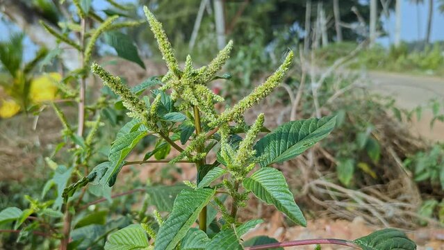 Fresh Amaranthus viridis or green amaranth flowers and seeds on a plant at house garden