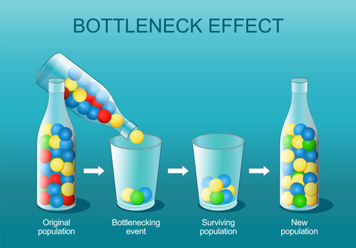 Bottleneck effect. Natural selection.