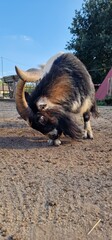 goat (Capra hircus) is a domesticated species of goat-antelope typically kept as livestock. It was...