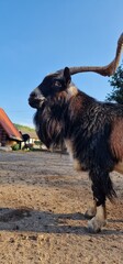 goat (Capra hircus) is a domesticated species of goat-antelope typically kept as livestock. It was...