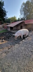 pig in a barn  genus Sus, within the even-toed ungulate family Suidae. Pigs include domestic pigs (Sus domesticus) and their ancestor, the common Eurasian wild boar (Sus scrofa)
