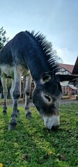 A donkey, commonly found at farms, is a domesticated member of the horse family known for its distinct characteristics. Donkeys are sturdy, medium-sized animals with a robust build, long ears, and a s