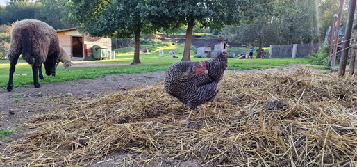 Poultry farming is the form of animal husbandry which raises domesticated birds such as chickens,...