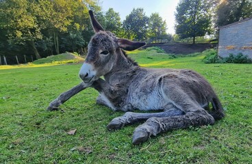 A donkey, commonly found at farms, is a domesticated member of the horse family known for its distinct characteristics. Donkeys are sturdy, medium-sized animals with a robust build, long ears, and a s