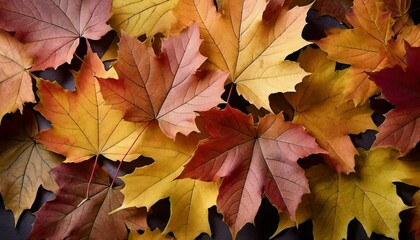 Naklejka na ściany i meble Colorful autumn leaves on the ground.
