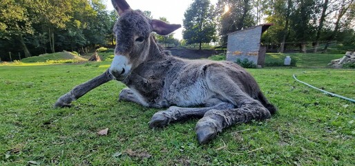 A donkey, commonly found at farms, is a domesticated member of the horse family known for its distinct characteristics. Donkeys are sturdy, medium-sized animals with a robust build, long ears, and a s