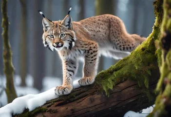 Tuinposter lynx on the rock © Aqsa