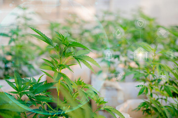 smart farm modern agricultural technology cannabis organic