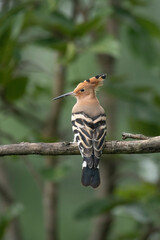 Eurasian hoopo bird