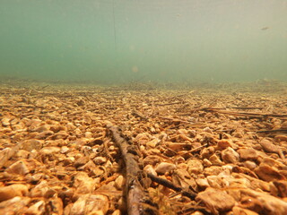 The zebra mussel is a small freshwater mussel. The species originates from the lakes of southern Russia and Ukraine, but has been accidentally introduced to numerous other areas and has become an inva