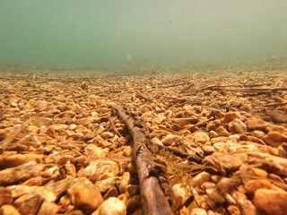 The zebra mussel is a small freshwater mussel. The species originates from the lakes of southern Russia and Ukraine, but has been accidentally introduced to numerous other areas and has become an inva