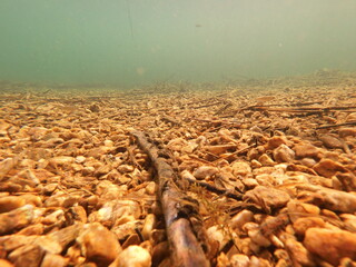 The zebra mussel is a small freshwater mussel. The species originates from the lakes of southern Russia and Ukraine, but has been accidentally introduced to numerous other areas and has become an inva