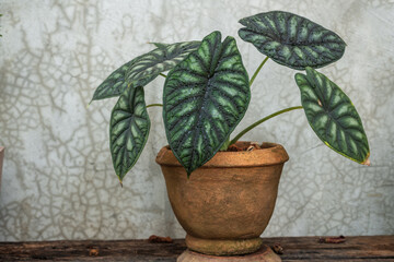 Alocasia dragon scale, houseplant in flower pot on table in boho style living room