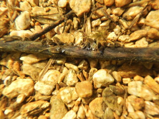 The zebra mussel is a small freshwater mussel. The species originates from the lakes of southern Russia and Ukraine, but has been accidentally introduced to numerous other areas and has become an inva