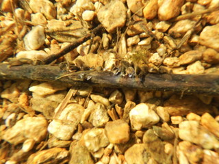 The zebra mussel is a small freshwater mussel. The species originates from the lakes of southern Russia and Ukraine, but has been accidentally introduced to numerous other areas and has become an inva