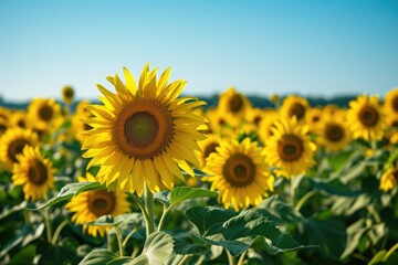 A vibrant field of sunflowers underneath a clear blue sky, A wide expansive sunflower field under a clear blue sky, AI Generated