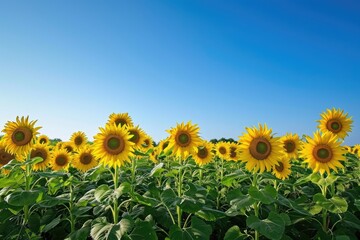 Obraz premium A vibrant field of sunflowers stretching towards a clear blue sky, A wide expansive sunflower field under a clear blue sky, AI Generated