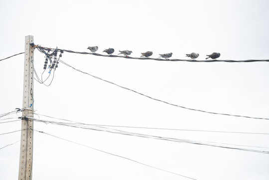 Group of pigeons on top of a power cable
