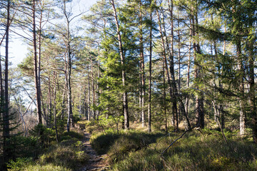 Fototapeta premium Waldlandschaft in der Nähe von Rott am Inn, Oberbayern, Deutschland. 