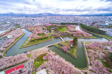 full bloom Japanes Cherry blossoms in Goryokaku Castle or Hakodate Castle as star shaped fort, Hokkaido, Japan  - View from the observatory of Goryokaku Tower. - obrazy, fototapety, plakaty