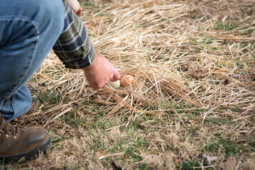Male farmer collecting fresh, heirloom chicken eggs from the straw.